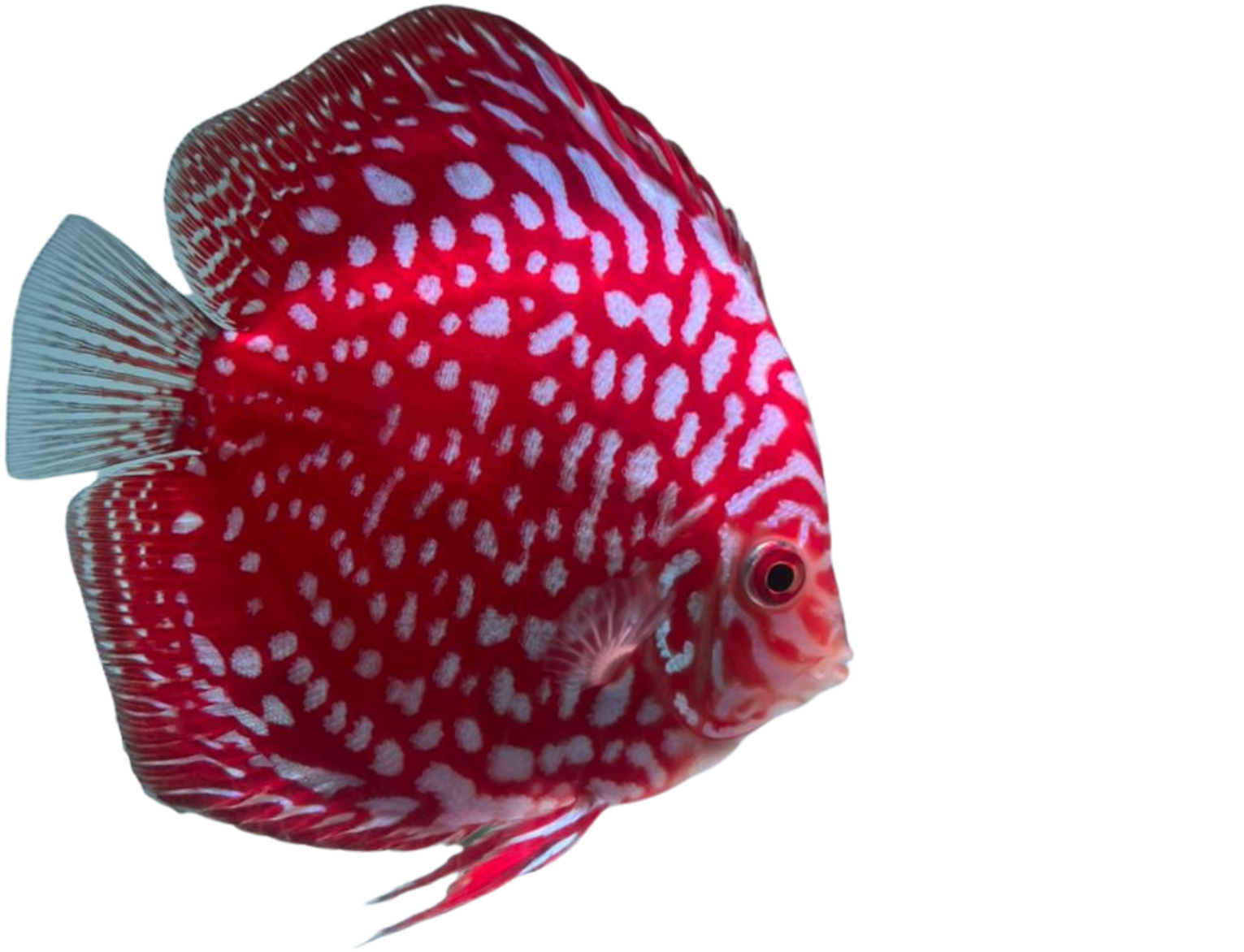 Yellow Discus